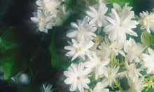 5 oz Cream Jar Candle: Jasmine & Honeysuckle