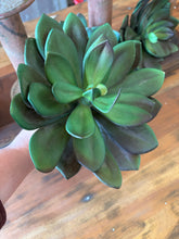 Large Succulent Pick