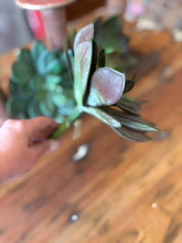 Large Succulent Pick